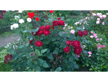 WP 20170728 20 25 56 Pro  highres.jpg