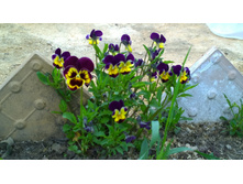 WP 20170527 09 54 49 Pro.jpg