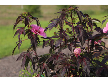 �������� Acentocella(������������).