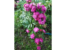 ��������� ���