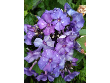 ��� ��������