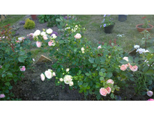 WP 20170716 18 43 01 Pro.jpg