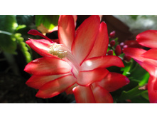 ����������� ������� � ������ �������