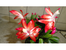 ����������� ������� � ������ �������