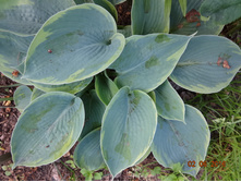 ���� Tokudama Flavocircinalis