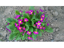 WP 20170520 19 45 41 Pro.jpg