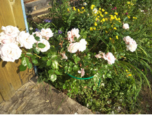 ��� ����