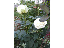 IMG 20170719 201726.jpg