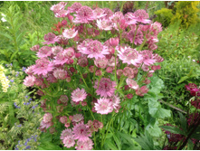 ��������� ����