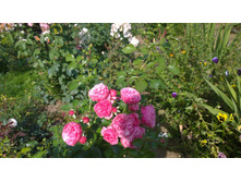 WP 20170820 09 49 40 Pro.jpg