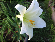 ����� �������