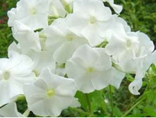 ����� ����������� "������" ������� 135�