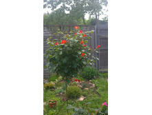 WP 20170704 12 46 28 Pro.jpg