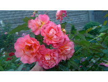 WP 20170728 20 26 21 Pro.jpg