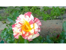 WP 20170629 10 50 20 Pro.jpg