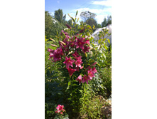 WP 20170804 09 38 22 Pro.jpg