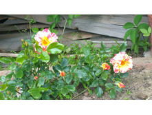 WP 20170629 10 50 12 Pro.jpg