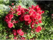 ���� �����������