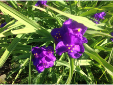 ������������ �������