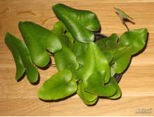 ���������� ��������������� (Hemionitis arifolia)