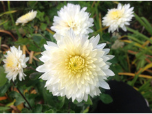 ���������� ����