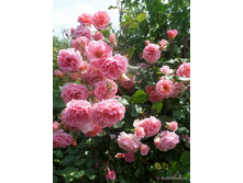 ���� �����(�)