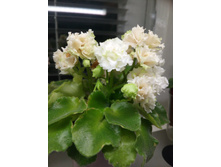 Irish Flirt (S.Sorano)