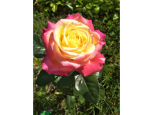 IMG 20170719 092931.jpg