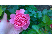 WP 20170709 10 28 22 Pro.jpg