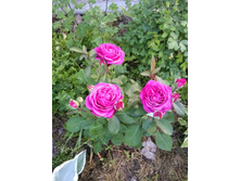 ����� ����