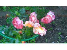 WP 20170702 12 48 43 Pro.jpg