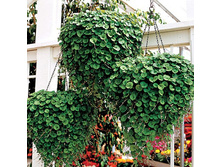 �������� ����������. ������� 16,8 ���. ������� 28 ��.