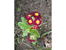 IMG 20170604 163925.jpg