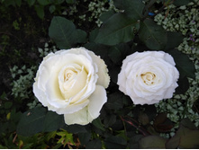 IMG 20170719 201723.jpg