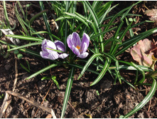 ������ ������� �����