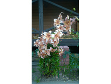 WP 20170728 20 22 41 Pro.jpg