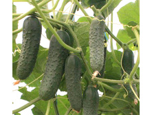 ������ ����� F1 7�� ������� 46,91 ���..jpg