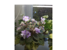 IMG 20171015 140912.jpg