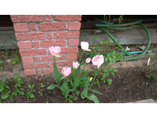 WP 20170527 09 45 13 Pro  highres.jpg