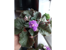 IMG 20170527 212918.jpg