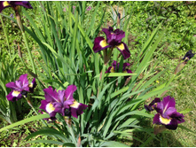 ���� ��������� ������ ����