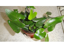 ���������� ��������������� (Hemionitis arifolia) - 400 ���.