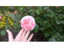 WP 20170709 12 33 33 Pro.jpg