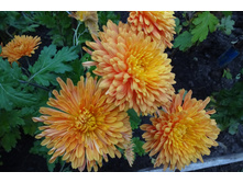 ��������� ����������  �������