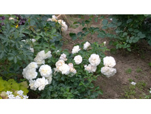 WP 20170721 09 16 15 Pro.jpg