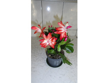 ����������� ������� � ������ �������