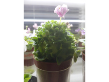 Goldilocks (���������), L.Ray