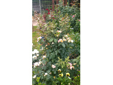 WP 20170721 09 15 44 Pro.jpg