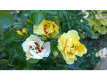 WP 20170716 18 41 13 Pro.jpg