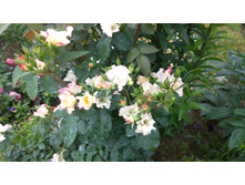 WP 20170721 09 18 03 Pro  highres.jpg